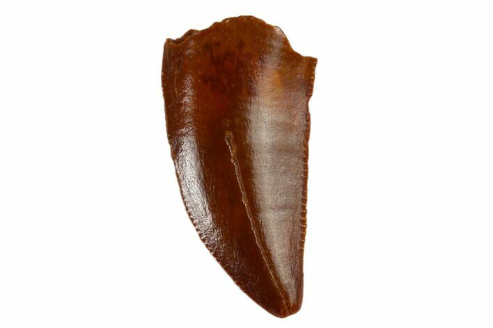 Serrated, Raptor Tooth - Real Dinosaur Tooth #115837